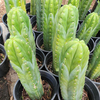 #EC43 EXACT Trichocereus Pachanoi ECK Cactus Potted Plants and Cuttings