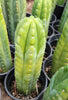 #EC43 EXACT Trichocereus Pachanoi ECK Cactus Potted Plants and Cuttings