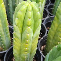 #EC43 EXACT Trichocereus Pachanoi ECK Cactus Potted Plants and Cuttings