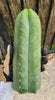 #EC43 EXACT Trichocereus Pachanoi ECK Cactus Potted Plants and Cuttings