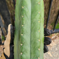 #EC43 EXACT Trichocereus Pachanoi ECK Cactus Potted Plants and Cuttings