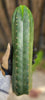 #EC43 EXACT Trichocereus Pachanoi ECK Cactus Potted Plants and Cuttings