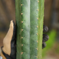 #EC43 EXACT Trichocereus Pachanoi ECK Cactus Potted Plants and Cuttings