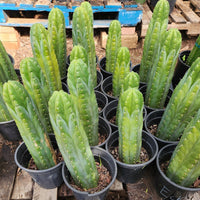 #EC43 EXACT Trichocereus Pachanoi ECK Cactus Potted Plants and Cuttings