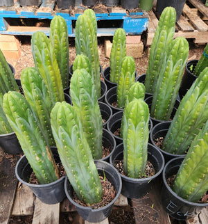 #EC43 EXACT Trichocereus Pachanoi ECK Cactus Potted Plants and Cuttings