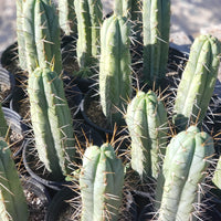 #EC44 EXACT Trichocereus Bridgesii "Jiimz Strong Spine" Cactus Plant or Cutting