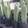 #EC44 EXACT Trichocereus Bridgesii "Jiimz Strong Spine" Cactus Plant or Cutting