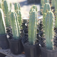 #EC44 EXACT Trichocereus Bridgesii "Jiimz Strong Spine" Cactus Plant or Cutting