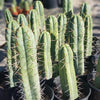 #EC44 EXACT Trichocereus Bridgesii "Jiimz Strong Spine" Cactus Plant or Cutting