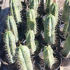 #EC44 EXACT Trichocereus Bridgesii "Jiimz Strong Spine" Cactus Plant or Cutting