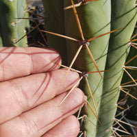 #EC44 EXACT Trichocereus Bridgesii "Jiimz Strong Spine" Cactus Plant or Cutting