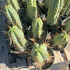 #EC44 EXACT Trichocereus Bridgesii "Jiimz Strong Spine" Cactus Plant or Cutting