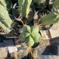 #EC44 EXACT Trichocereus Bridgesii "Jiimz Strong Spine" Cactus Plant or Cutting