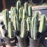 #EC44 EXACT Trichocereus Bridgesii "Jiimz Strong Spine" Cactus Plant or Cutting