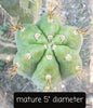 #EC45 EXACT Trichocereus Peruvianus "Storage Yard" Cactus Plant CUTTING