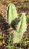 #EC45 EXACT Trichocereus Peruvianus "Storage Yard" Cactus Plant CUTTING