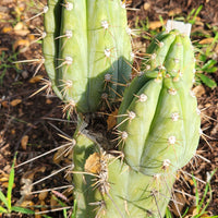 #EC45 EXACT Trichocereus Peruvianus "Storage Yard" Cactus Plant CUTTING