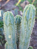 #EC45 EXACT Trichocereus Peruvianus "Storage Yard" Cactus Plant CUTTING