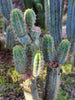 #EC45 EXACT Trichocereus Peruvianus "Storage Yard" Cactus Plant CUTTING