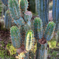 #EC45 EXACT Trichocereus Peruvianus "Storage Yard" Cactus Plant CUTTING