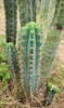 #EC45 EXACT Trichocereus Peruvianus "Storage Yard" Cactus Plant CUTTING