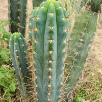 #EC45 EXACT Trichocereus Peruvianus "Storage Yard" Cactus Plant CUTTING