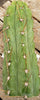 #EC45 EXACT Trichocereus Peruvianus "Storage Yard" Cactus Plant CUTTING