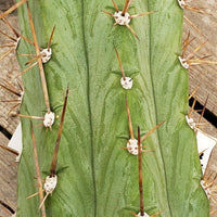 #EC45 EXACT Trichocereus Peruvianus "Storage Yard" Cactus Plant CUTTING