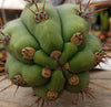 #EC45 EXACT Trichocereus Peruvianus "Storage Yard" Cactus Plant CUTTING