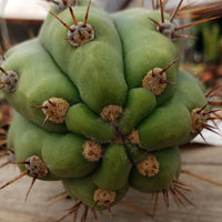 #EC45 EXACT Trichocereus Peruvianus "Storage Yard" Cactus Plant CUTTING