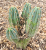 #EC45 EXACT Trichocereus Peruvianus "Storage Yard" Cactus Plant CUTTING