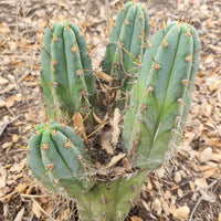 #EC45 EXACT Trichocereus Peruvianus "Storage Yard" Cactus Plant CUTTING