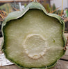 #EC45 EXACT Trichocereus Peruvianus "Storage Yard" Cactus Plant CUTTING