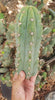 #EC45 EXACT Trichocereus Peruvianus "Storage Yard" Cactus Plant CUTTING