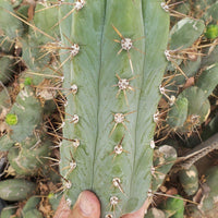 #EC45 EXACT Trichocereus Peruvianus "Storage Yard" Cactus Plant CUTTING