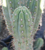 #EC45 EXACT Trichocereus Peruvianus "Storage Yard" Cactus Plant CUTTING