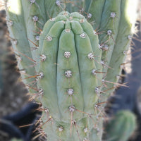 #EC45 EXACT Trichocereus Peruvianus "Storage Yard" Cactus Plant CUTTING