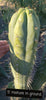 #EC45 EXACT Trichocereus Peruvianus "Storage Yard" Cactus Plant CUTTING