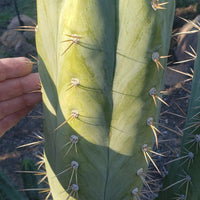 #EC45 EXACT Trichocereus Peruvianus "Storage Yard" Cactus Plant CUTTING