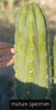 #EC45 EXACT Trichocereus Peruvianus "Storage Yard" Cactus Plant CUTTING