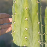 #EC45 EXACT Trichocereus Peruvianus "Storage Yard" Cactus Plant CUTTING