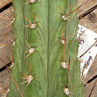 #EC45 EXACT Trichocereus Peruvianus "Storage Yard" Cactus Plant CUTTING