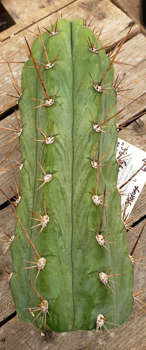 #EC45 EXACT Trichocereus Peruvianus "Storage Yard" Cactus Plant CUTTING