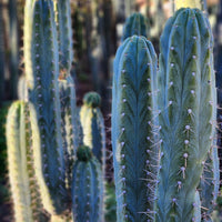 #EC45 EXACT Trichocereus Peruvianus "Storage Yard" Cactus Plant CUTTING