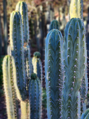 #EC45 EXACT Trichocereus Peruvianus 