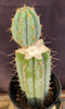 #EC48 EXACT Trichocereus Peruvianus TSS Blue Peru Cactus Plant 12"