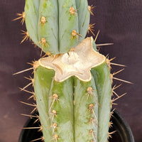 #EC48 EXACT Trichocereus Peruvianus TSS Blue Peru Cactus Plant 12"