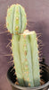 #EC48 EXACT Trichocereus Peruvianus TSS Blue Peru Cactus Plant 12"