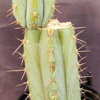 #EC48 EXACT Trichocereus Peruvianus TSS Blue Peru Cactus Plant 12"