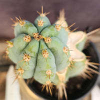 #EC48 EXACT Trichocereus Peruvianus TSS Blue Peru Cactus Plant 12"